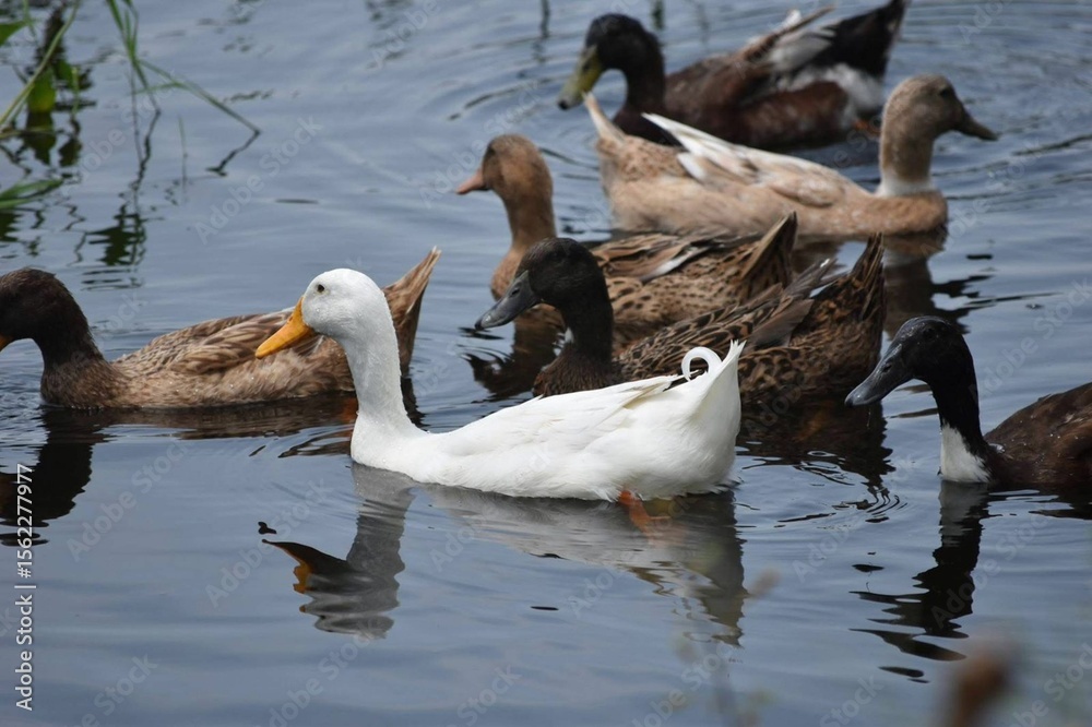 Fototapeta premium Beautiful ducks joyfully playing in water with a scenic background