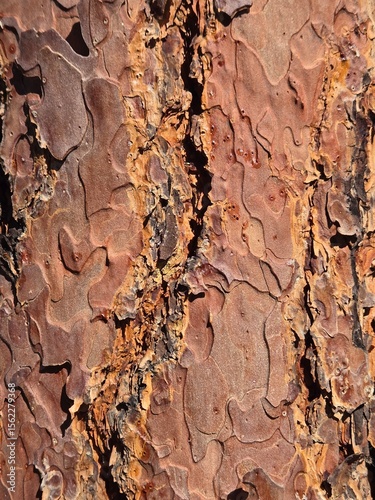 Tree Bark Close Up