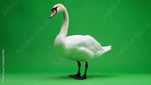 Wallpaper Mural A graceful white swan standing tall against a vibrant and solid green colored background in studio green screen animal video Torontodigital.ca