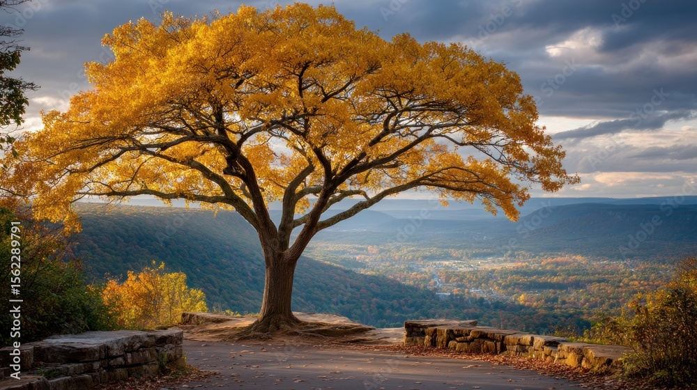 Naklejka premium Golden tree atop cliff, overlooks valley in autumn sunlight