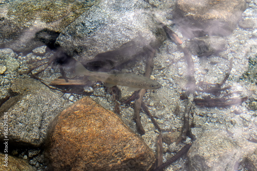 Fototapeta Naklejka Na Ścianę i Meble -  fish in the sea