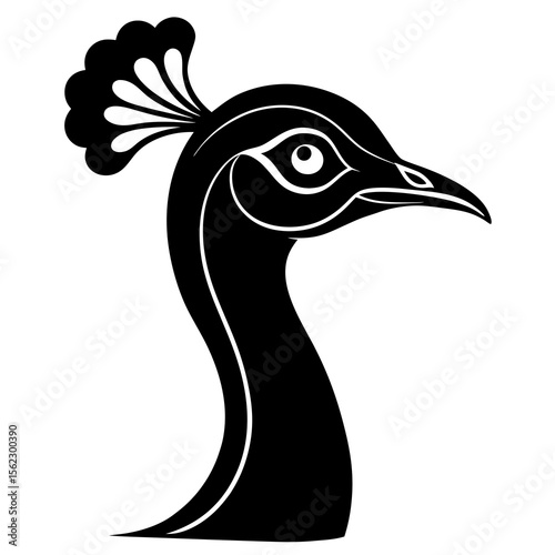 black and white peacock