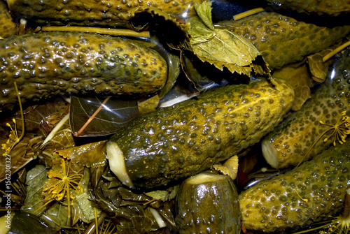 pickling of crispy fresh cucumbers with dill leaves and flowers in a salty brine with pepper and spices
