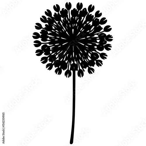 allium