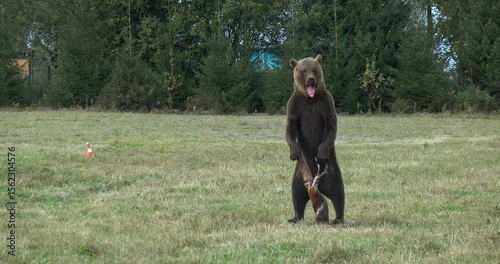 Bear hunting. An aggressive big bear is attacking.