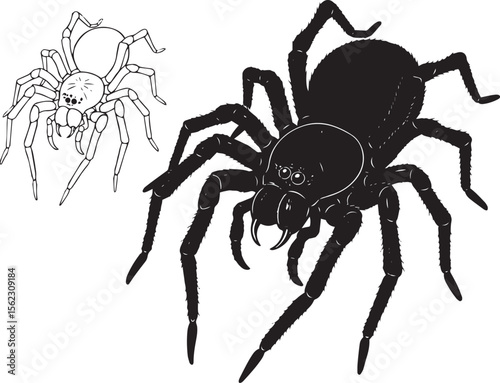 Realistic Spider and Tarantula Illustration