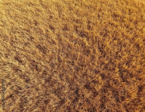 A dry, sunburnt lawn under the shimmering heat of a summer day.