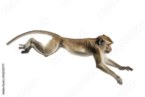 A macaque monkey leaping dynamically.  Wildlife, nature, speed.
