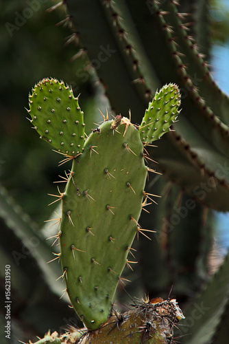 Planta de nopal