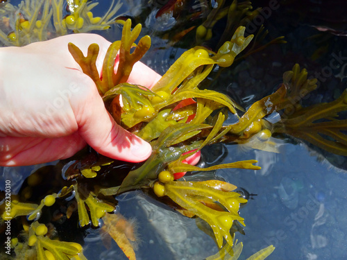 A human hand holding fresh Spiral Wrack (Fucus spiralis) seaweed during a low tide on sunny day. Concept of healthy nutrient harvest for medical use