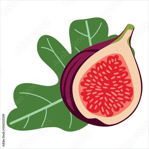 Ripe fig slices revealing ruby interior vector illustration. ideal for gourmet labels and health conscious recipe blogs.