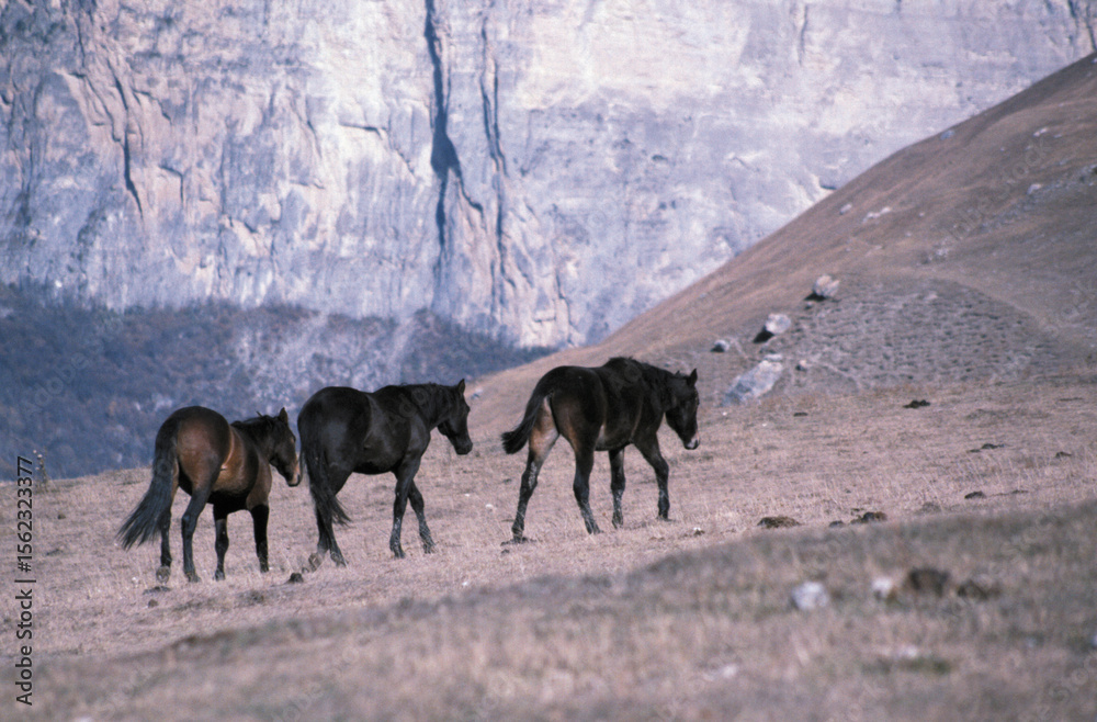 Fototapeta premium horses on the mountain