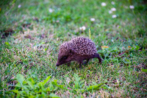 the european hedgehog in the grass