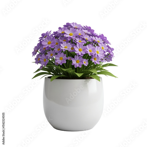 Potted flower isolated on white background