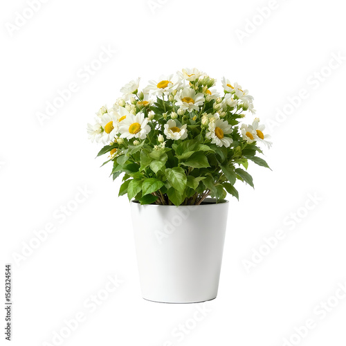 Potted flower isolated on white background