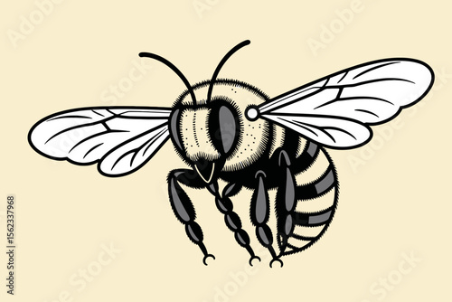 Detailed Illustration of a Honeybee-Black and White Bumblebee with Intricate Wing Veins-Close-Up of a Bee with Fuzzy Body and Antennae-Bee Art for Nature Lovers