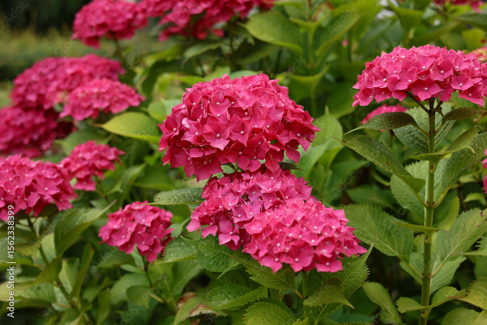 Pink hydrangea flower in garden bloom with blurry hydrangea flowers background in winter morning. Pink hydrangea flower in garden bloom with blurry hydrangea flowers background in winter morning.