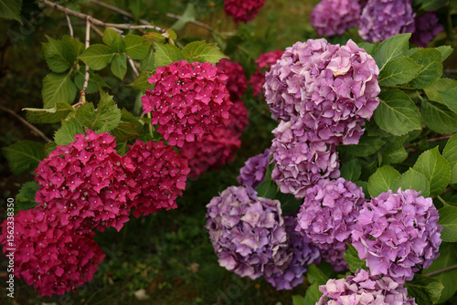 Pink hydrangea flower in garden bloom with blurry hydrangea flowers background in winter morning.