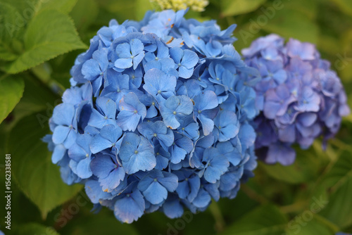 Colourful Hydrangea macrophylla Blossom near house wall. Colorful hydrangeas in garden, close up. Purple blue pink hortensia blooms. Endless summer Hydrangea flowers. High quality photo