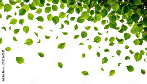 Falling green leaves in nature forest environment close-up view beauty of botanical elements