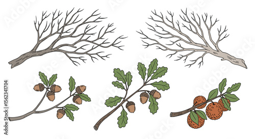 Oak tree branches and acorns depicting seasonal nature stages