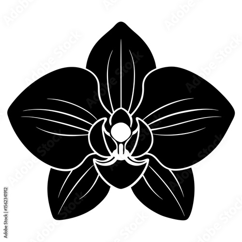 black and white orchid flower