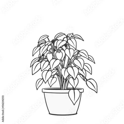 A potted chilli plant on a windowsill
