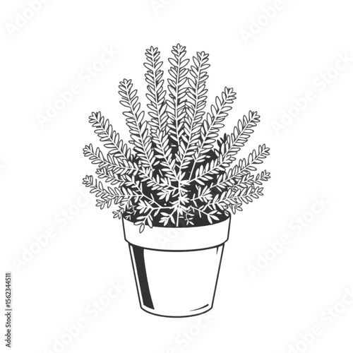 A potted rosemary bush on a patio