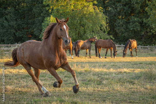 Pferd mit langer Blesse galoppiert im Sommer von links ins Bild, im Hintergrund steht die entspannte Herde auf der Koppel