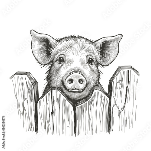 A curious pig peeks through a wooden fence. With charming, expressive eyes, the pig, captured in an illustrative style, brings rustic farm life into the frame. vector illustration