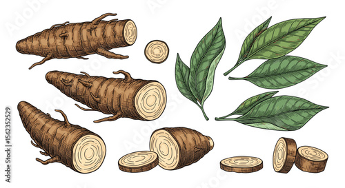 Cassava yuca plant root edible starch vegetables and leaves