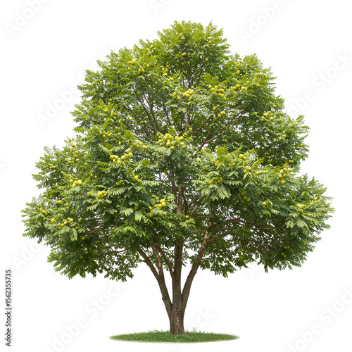  Amla tree with pale green fruits and small feathery leaves