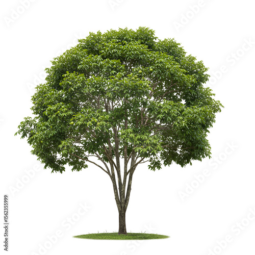  Manchineel tree with shiny green leaves and warning symbolism