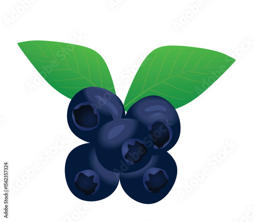 Blueberries with leaves on white background. vector	