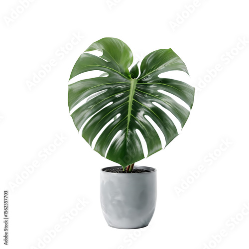 Potted plant isolated on white background