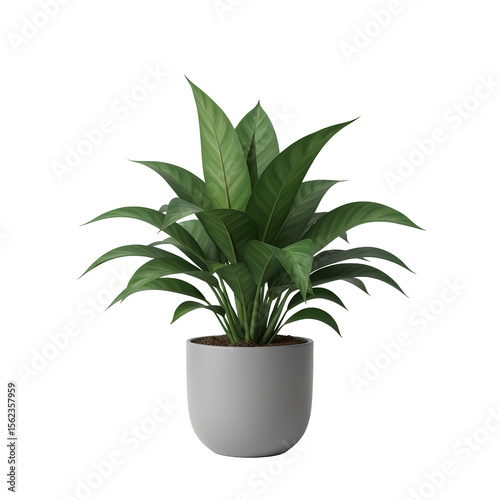 Potted plant isolated on white background