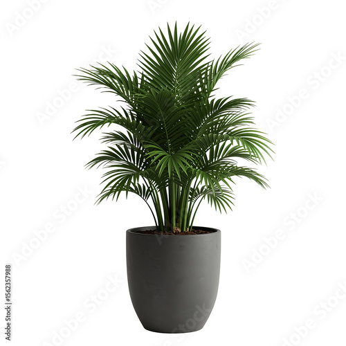 Potted plant isolated on white background
