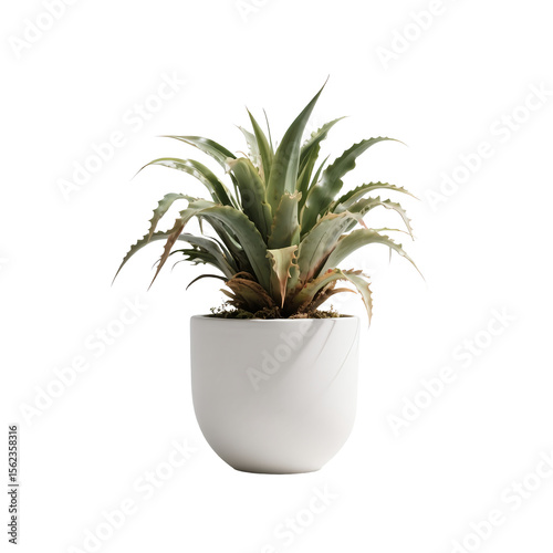 Potted plant isolated on white background