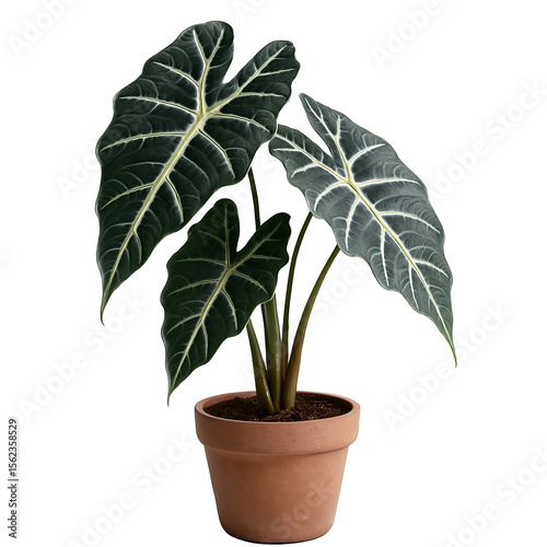 Potted plant isolated on white background
