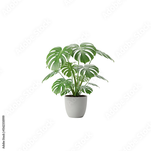Potted plant isolated on white background