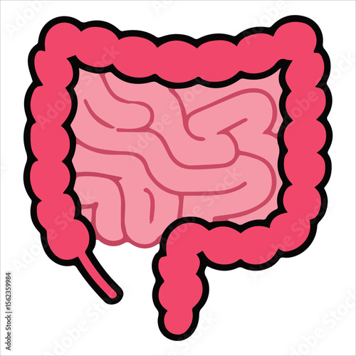 Human intestines organ vector illustration. Detailed anatomy design for medical textbooks and healthcare education materials.