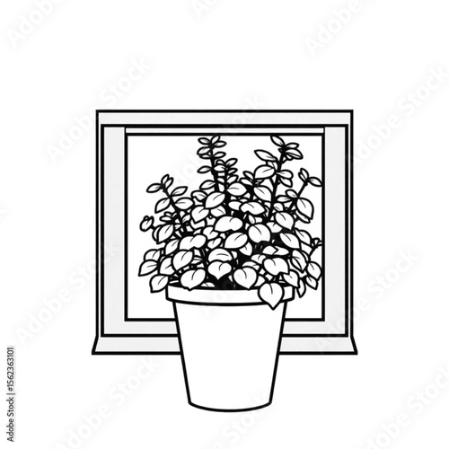 A potted oregano plant on a window ledge