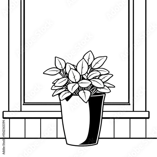 A potted sage plant on a kitchen windowsill