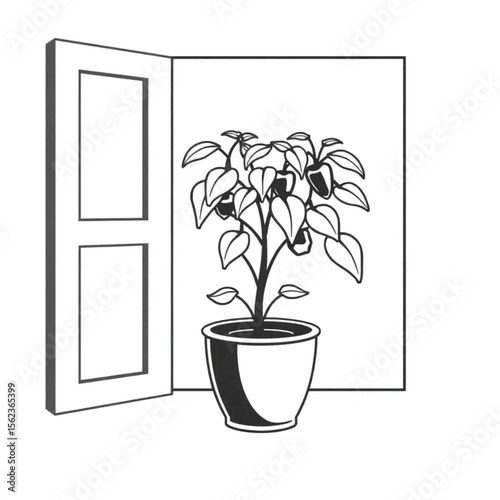 A potted chilli plant on a windowsill