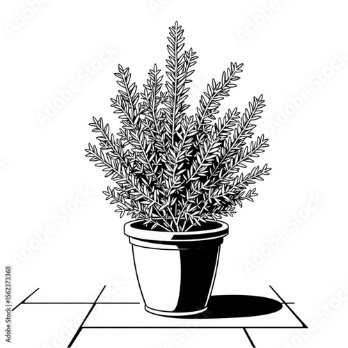 A potted rosemary bush on a patio