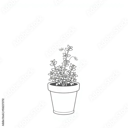 A potted thyme plant on a windowsill