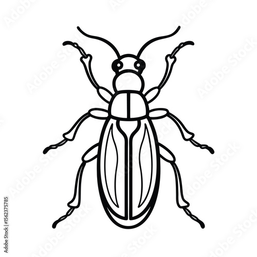 vector illustration of a blister beetle