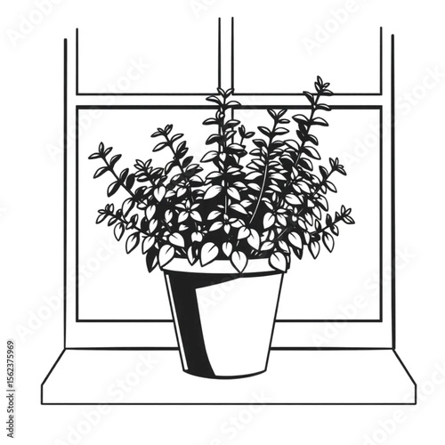 A potted oregano plant on a window ledge