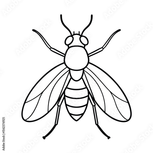 fruit fly line vector illustration