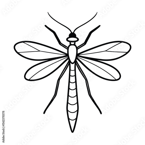 mayfly line vector illustration